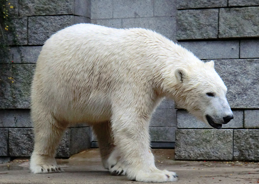 Eisbär LUKA im Zoo Wuppertal am 7. Dezember 2013