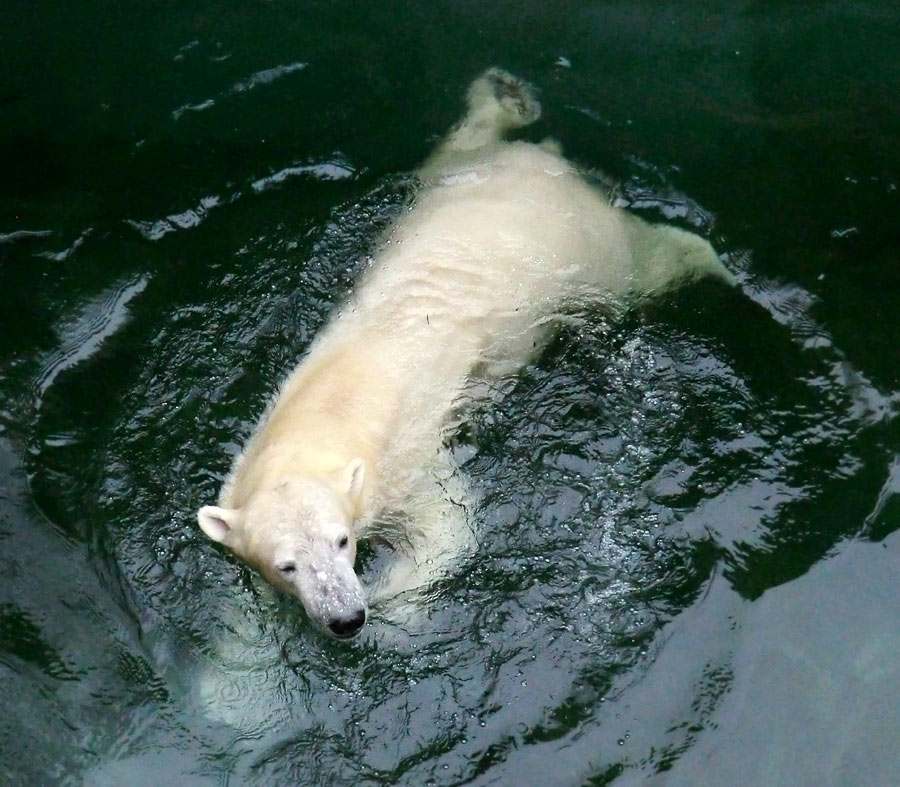Eisbär LUKA im Wuppertaler Zoo am 7. Dezember 2013