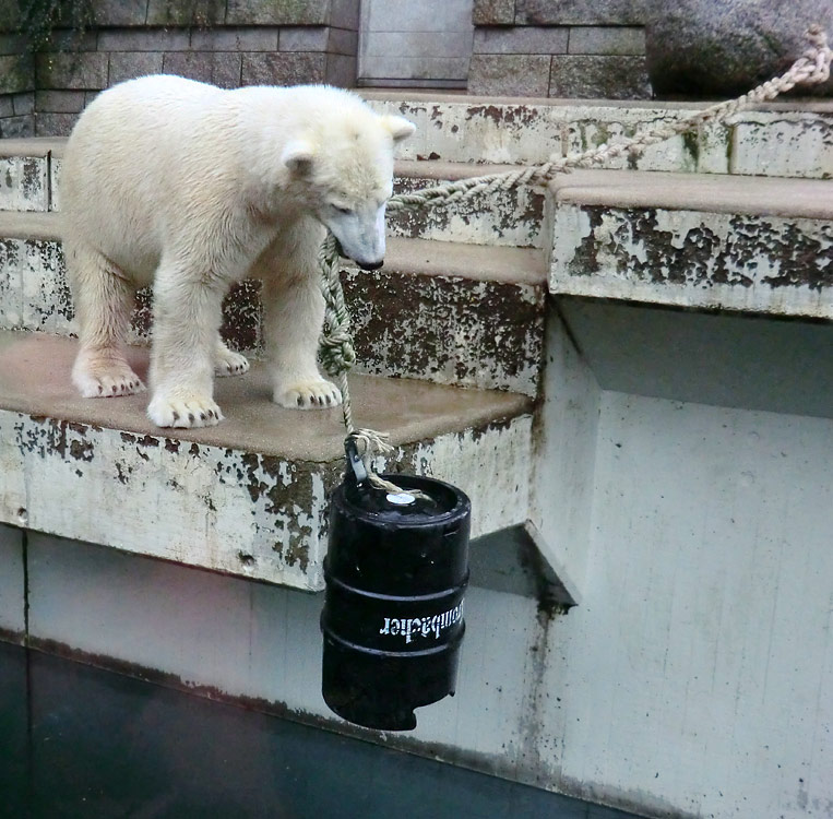 Eisbär Luka im Zoologischen Garten Wuppertal am 8. Dezember 2013