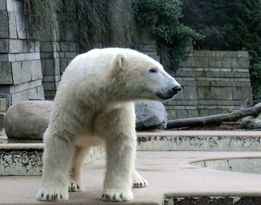 Eisbär LUKA im Zoo Wuppertal am 23. Dezember 2013