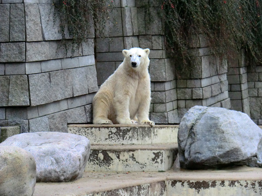 Eisbär LUKA im Zoo Wuppertal am 24. Dezember 2013