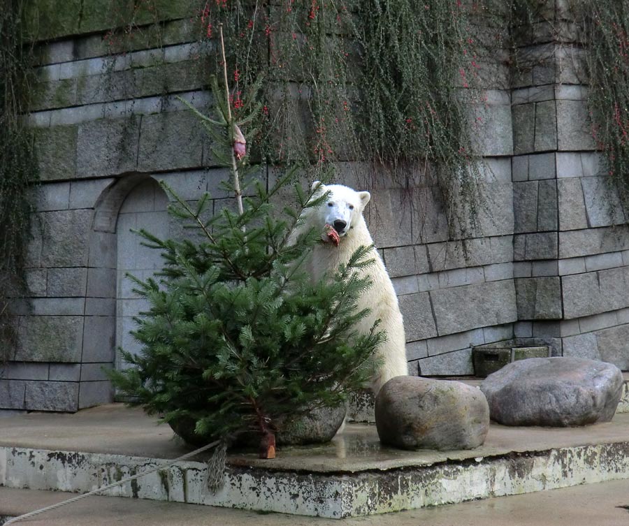 Eisbär LUKA im Zoologischen Garten Wuppertal am 3. Januar 2014
