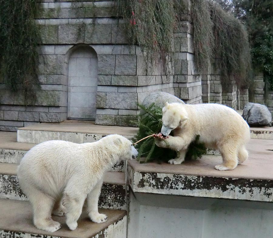 Eisbär LUKA und Eisbärin ANORI im Zoo Wuppertal am 3. Januar 2014