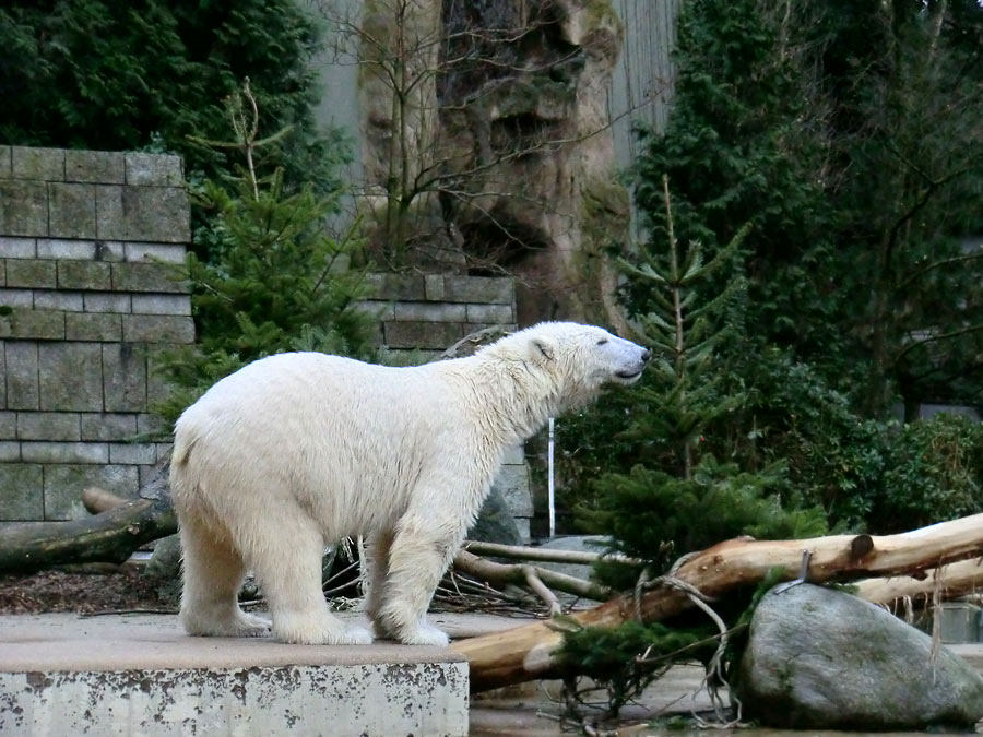 Eisbär LUKA im Zoo Wuppertal am 3. Januar 2014
