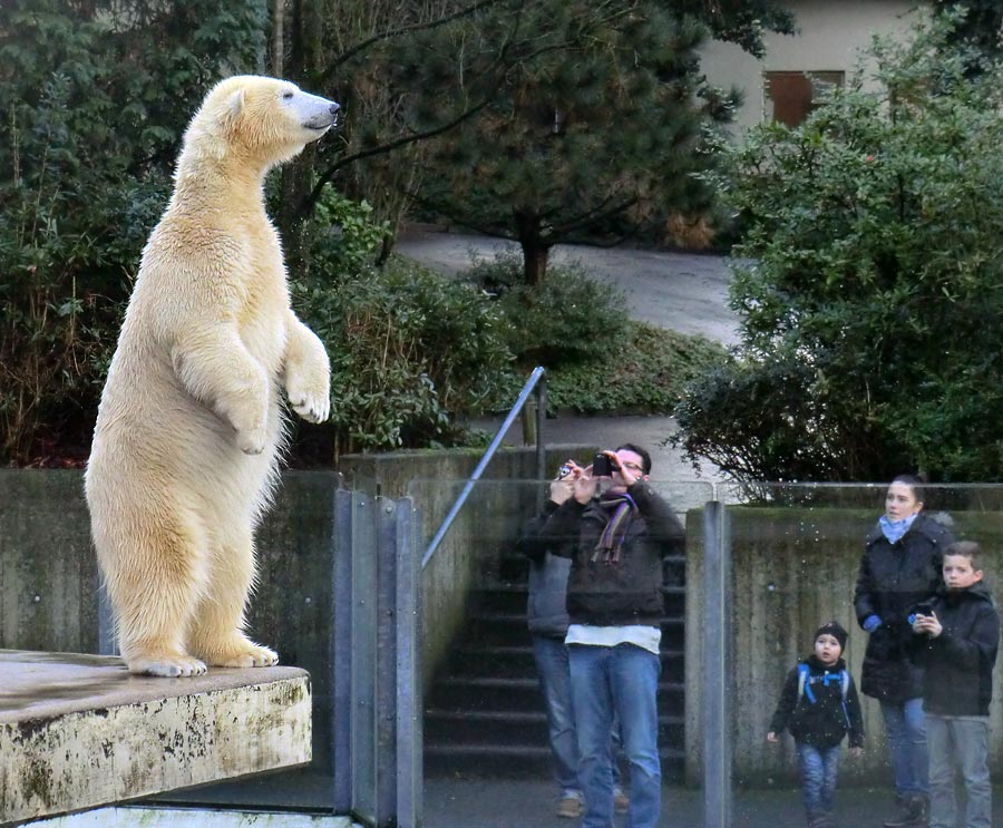 Eisbärin ANORI im Wuppertaler Zoo am 5. Januar 2014