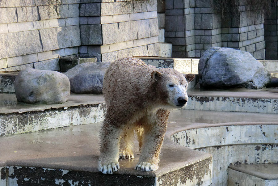 Eisbärin ANORI im Wuppertaler Zoo am 5. Januar 2014