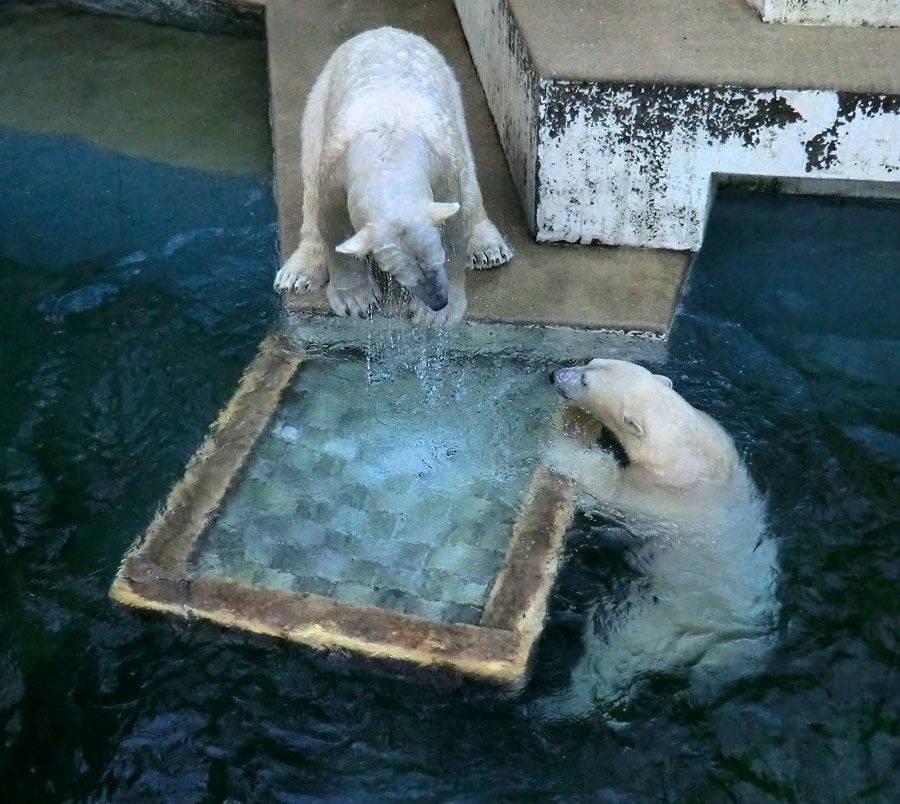 Eisbär LUKA und Eisbärin ANORI im Zoo Wuppertal am 10. Januar 2014