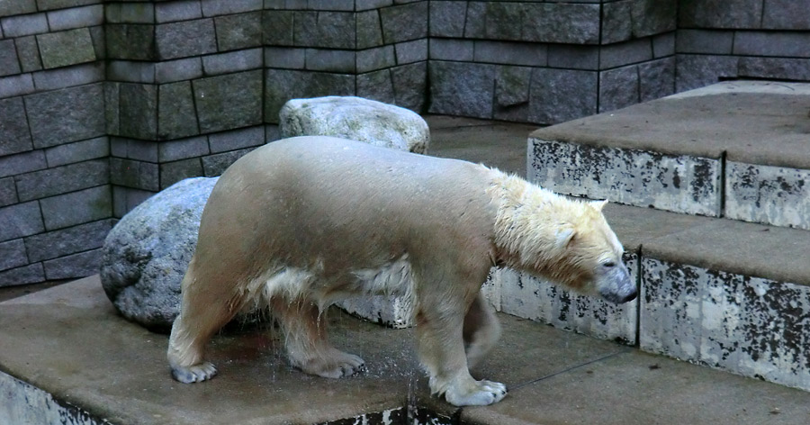 Eisbärin ANORI im Zoo Wuppertal am 10. Januar 2014