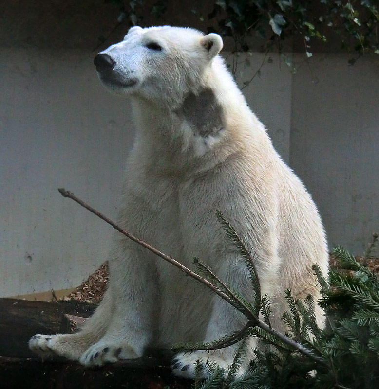 Eisbär LUKA im Zoologischen Garten Wuppertal am 29. Januar 2014