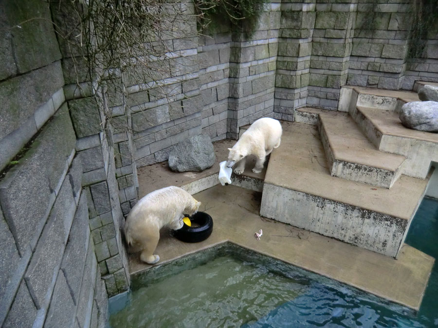 Eisbärin ANORI und Eisbär LUKA im Zoologischen Garten Wuppertal am 9. Februar 2014