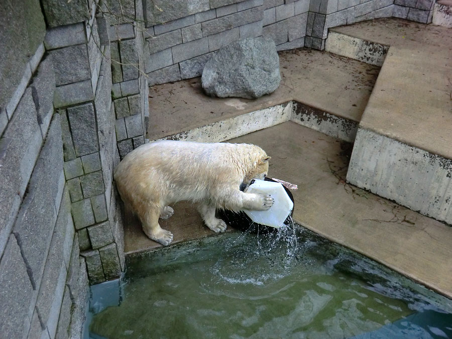 Eisbärin ANORI im Zoo Wuppertal am 9. Februar 2014