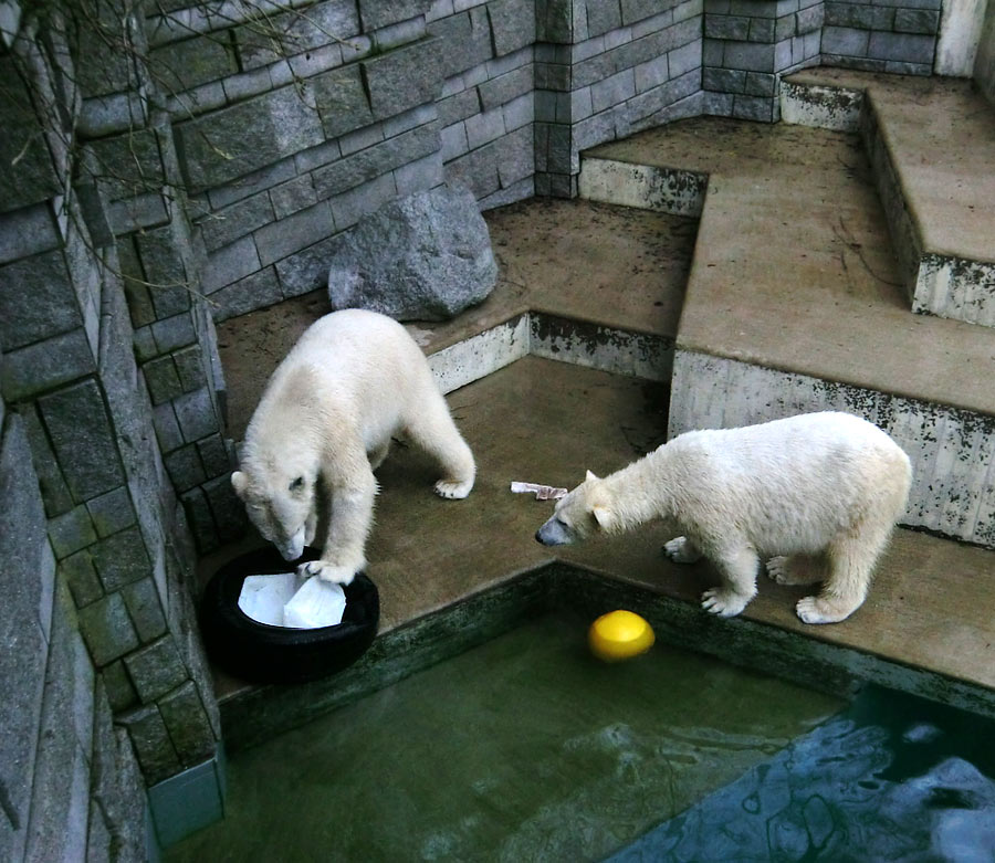 Eisbär LUKA und Eisbärin ANORI im Zoo Wuppertal am 9. Februar 2014