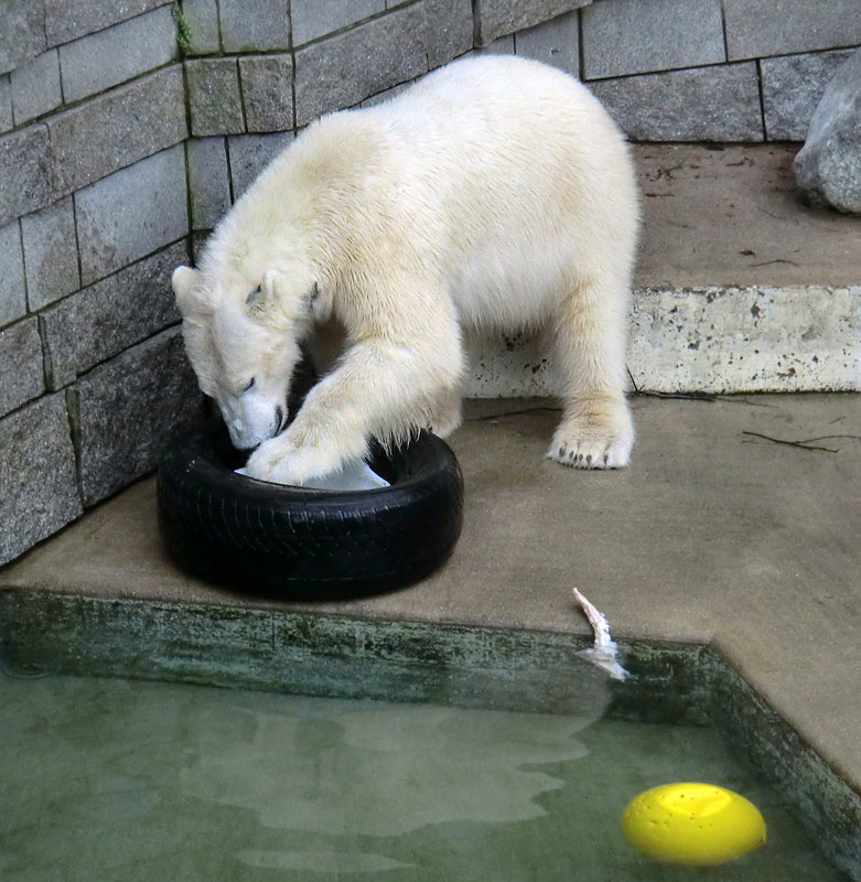 Eisbär LUKA im Zoologischen Garten Wuppertal am 9. Februar 2014