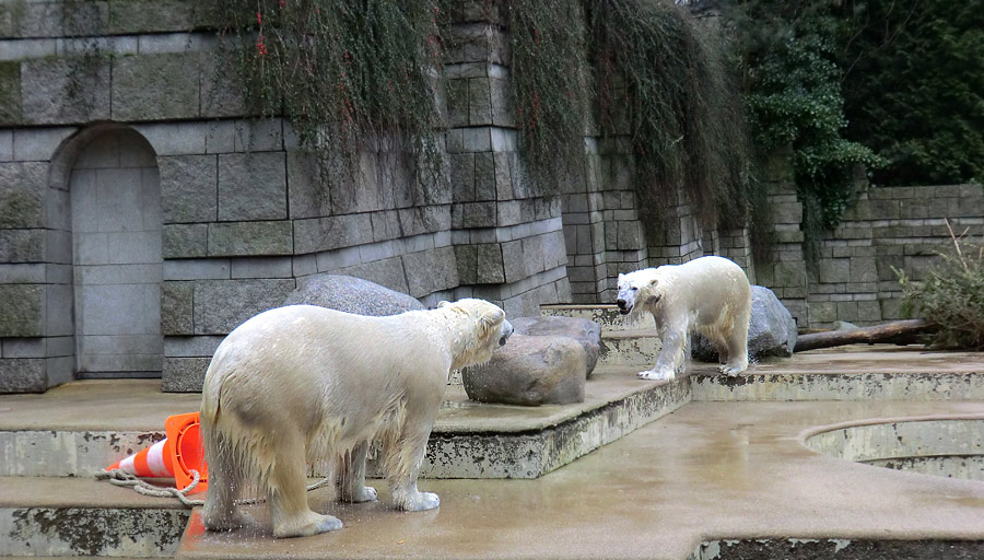 Eisbärin ANORI und Eisbär LUKA im Zoo Wuppertal am 22. Februar 2014