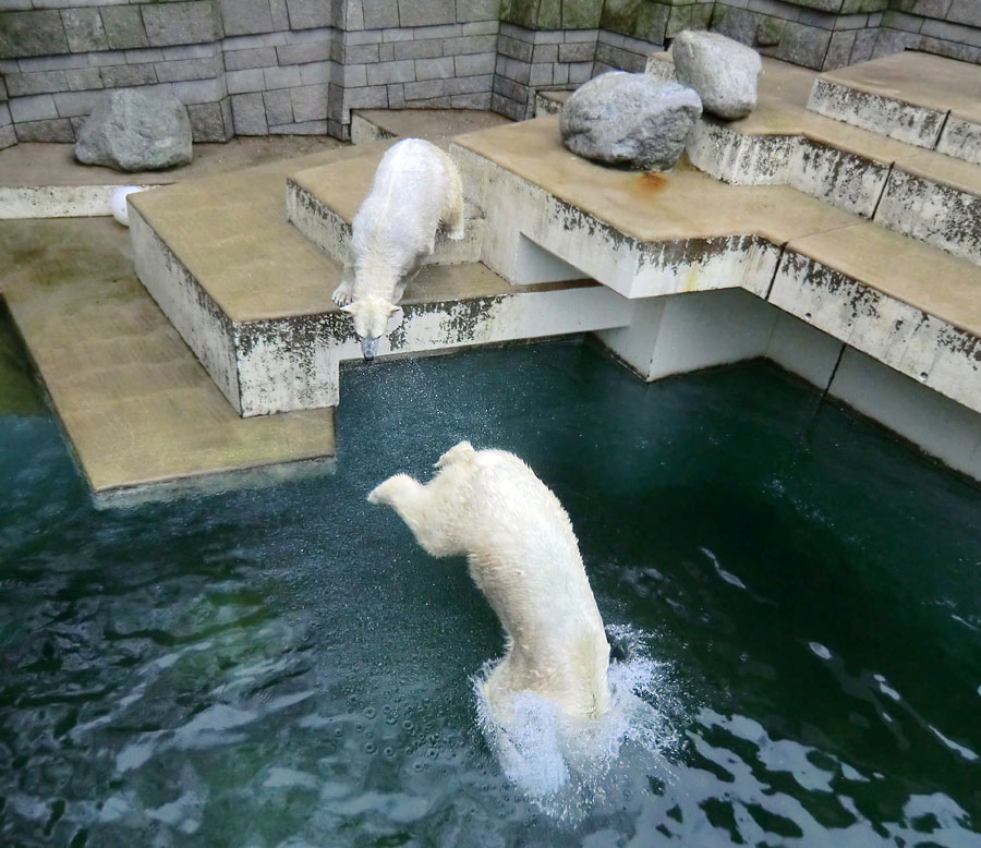 Eisbärin ANORI auf dem Podest und Eisbär LUKA beim Sprung ins Wasser im Zoologischen Garten Wuppertal am 22. Februar 2014