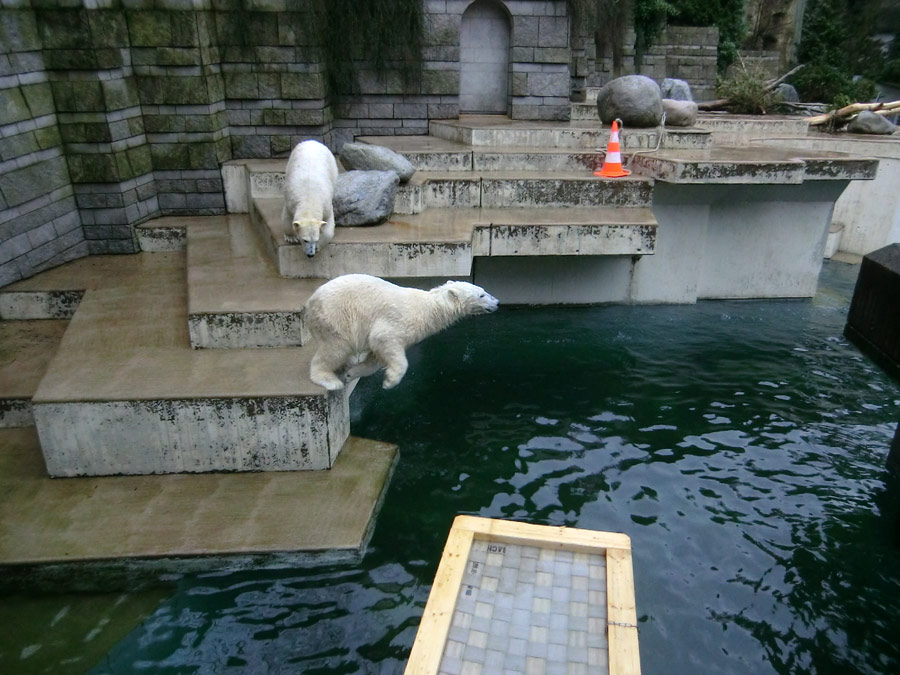 Eisbärin ANORI und Eisbär LUKA im Wuppertaler Zoo am 22. Februar 2014