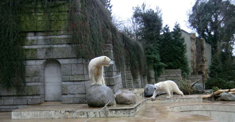 Eisbärin ANORI und Eisbär LUKA im Zoologischen Garten Wuppertal am 22. Februar 2014