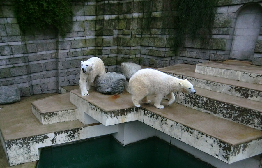 Eisbär LUKA und Eisbärin ANORI im Wuppertaler Zoo am 22. Februar 2014