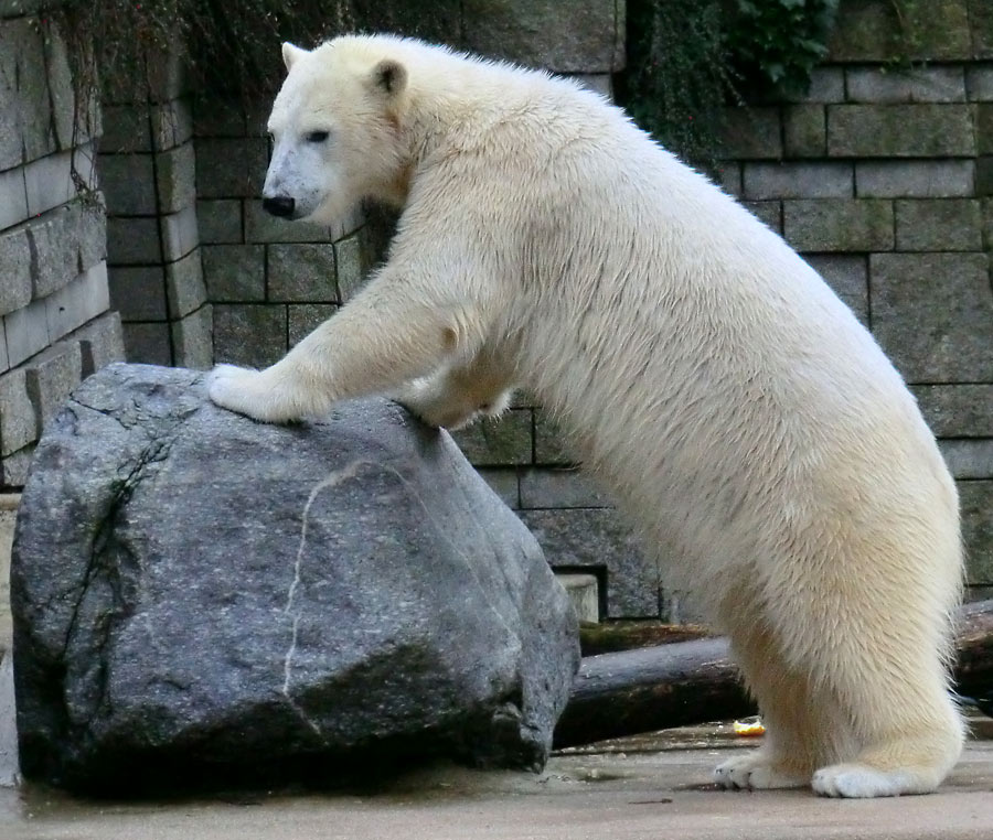 Eisbärin ANORI im Zoologischen Garten Wuppertal am 22. Februar 2014