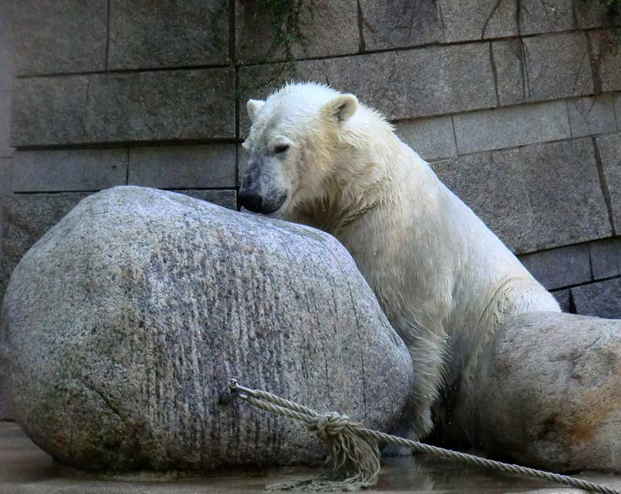 Eisbär LUKA im Wuppertaler Zoo am 20. April 2014