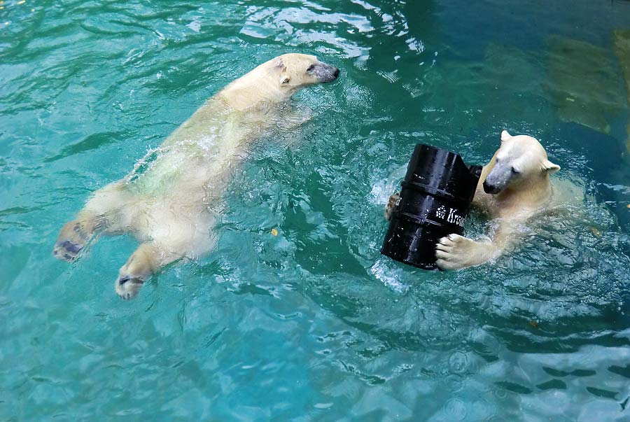 Eisbären im Zoologischen Garten Wuppertal am 22. August 2014