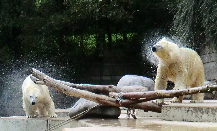 Eisbären im Wuppertaler Zoo am 22. August 2014