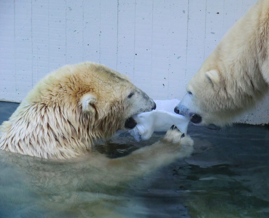 Eisbären im Zoologischen Garten Wuppertal am 2. November 2014
