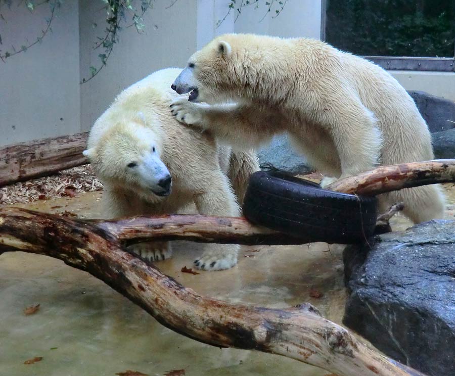 Eisbären im Wuppertaler Zoo am 9. November 2014