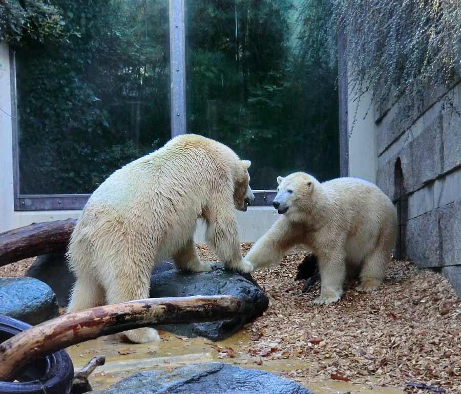 Eisbären im Grünen Zoo Wuppertal am 9. November 2014