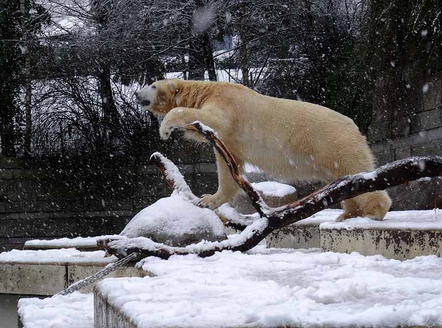 Eisbär LUKA im Zoologischen Garten Wuppertal am 27. Dezember 2014