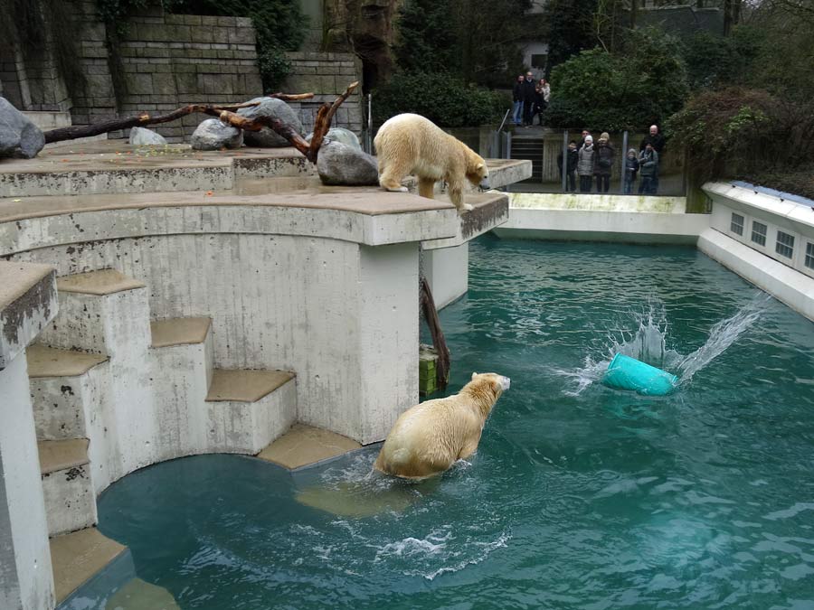 Eisbärin Anori und Eisbär Luka im Zoo Wuppertal am 22. Februar 2015