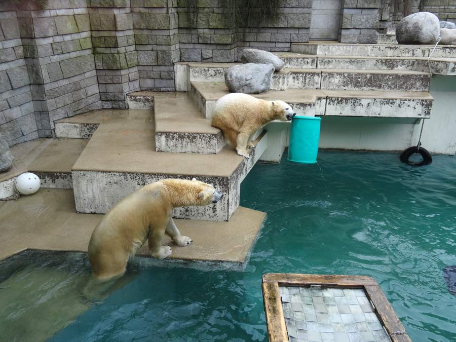 Eisbär Luka und Eisbärin Anori im Grünen Zoo Wuppertal am 22. Februar 2015