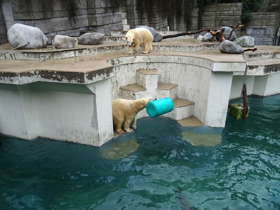 Eisbärin Anori und Eisbär Luka im Zoo Wuppertal am 22. Februar 2015