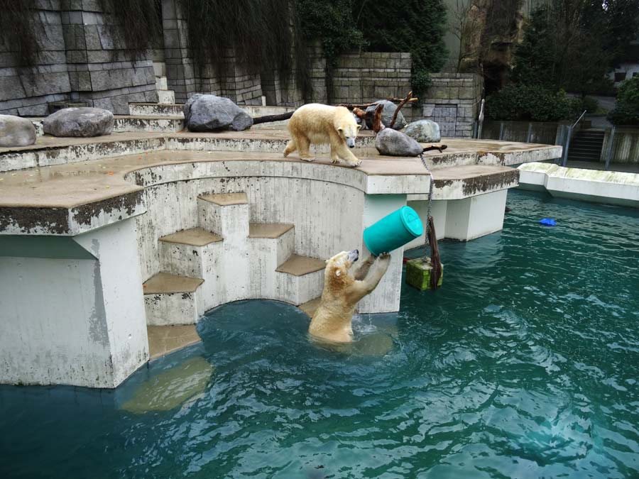 Eisbärin Anori und Eisbär Luka im Zoologischen Garten Wuppertal am 22. Februar 2015