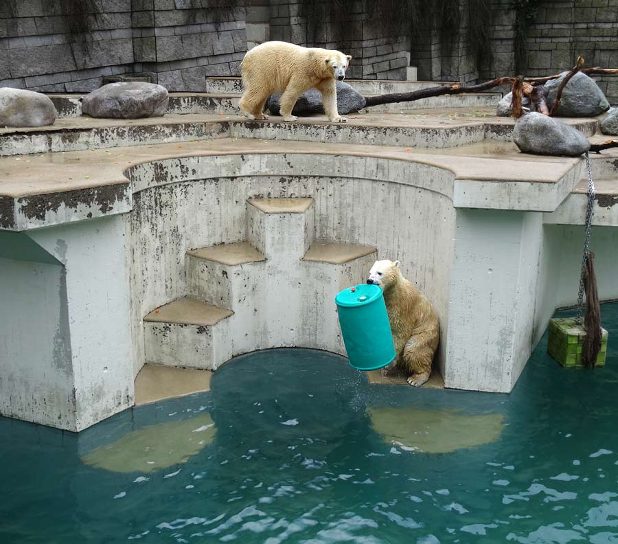 Eisbärin Anori und Eisbär Luka im Zoologischen Garten Wuppertal am 22. Februar 2015