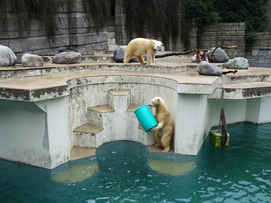 Eisbärin Anori und Eisbär Luka im Grünen Zoo Wuppertal am 22. Februar 2015