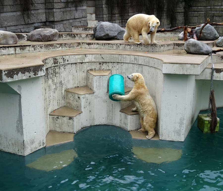 Eisbärin Anori und Eisbär Luka im Wuppertaler Zoo am 22. Februar 2015