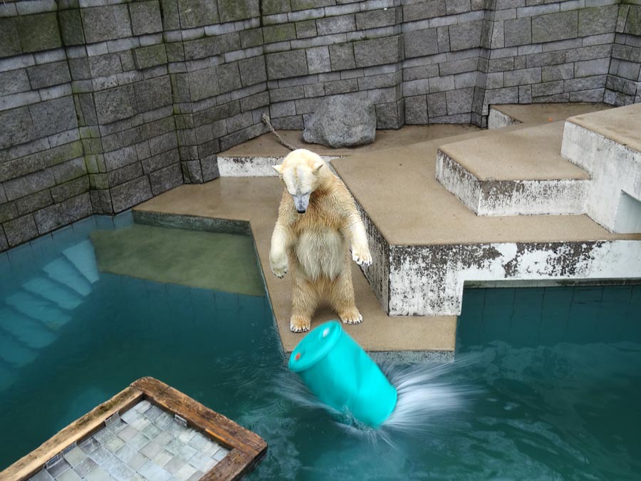 Eisbärin Anori im Zoologischen Garten Wuppertal am 22. Februar 2015