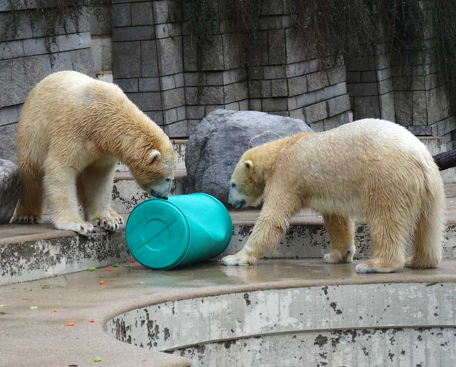 Eisbär Luka und Eisbärin Anori im Zoologischen Garten Wuppertal am 22. Februar 2015
