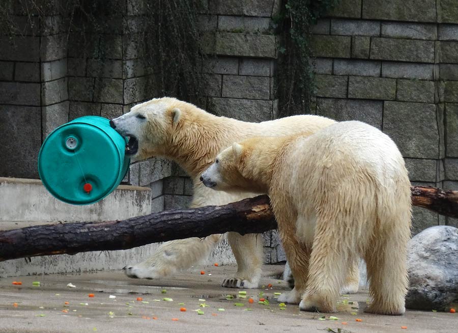 Eisbär Luka und Eisbärin Anori im Wuppertaler Zoo am 22. Februar 2015