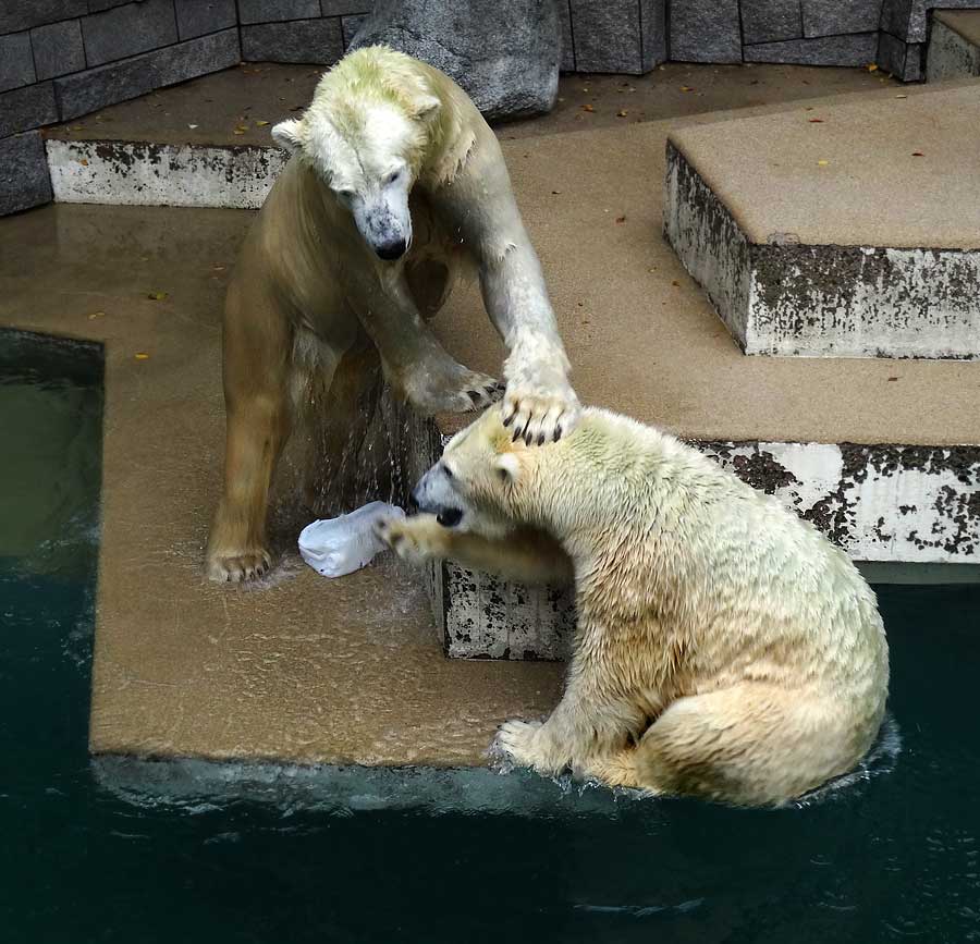 Eisbär LUKA und Eisbärin ANORI im Zoologischen Garten Wuppertal am 10. Oktober 2015
