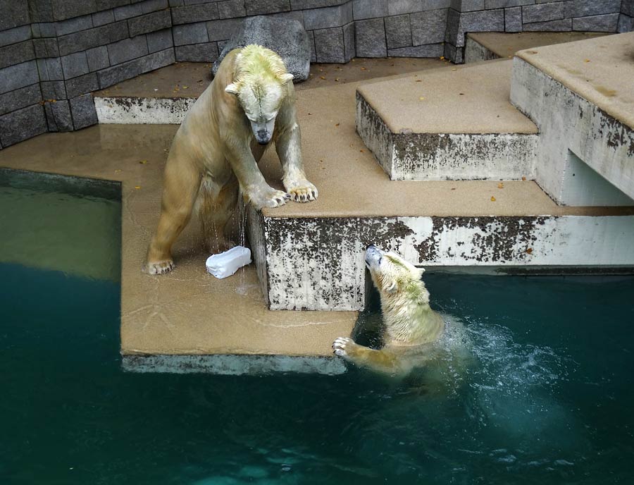 Eisbär LUKA und Eisbärin ANORI im Wuppertaler Zoo am 10. Oktober 2015