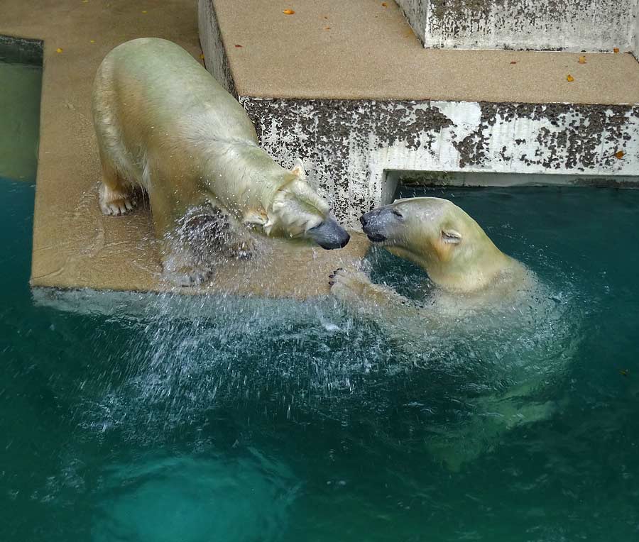 Eisbärin ANORI und Eisbär LUKA im Zoologischen Garten Wuppertal am 10. Oktober 2015