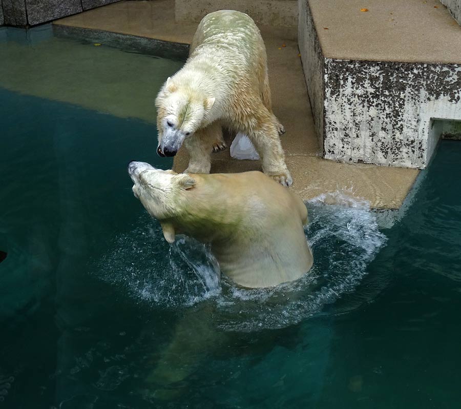 Eisbär LUKA und Eisbärin ANORI im Zoologischen Garten Wuppertal am 10. Oktober 2015