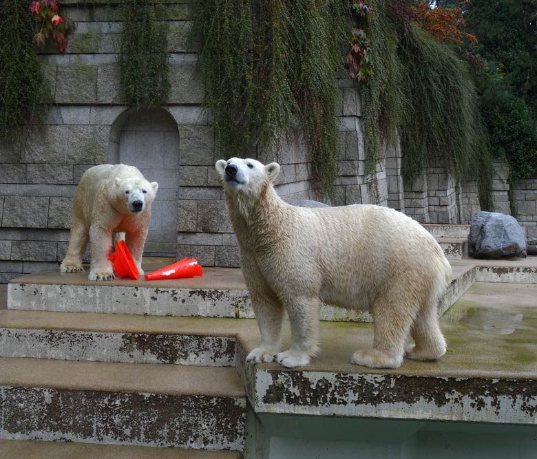 Eisbär LUKA und Eisbärin ANORI am 2. Oktober 2016 mit Pylon-Resten im Zoo Wuppertal