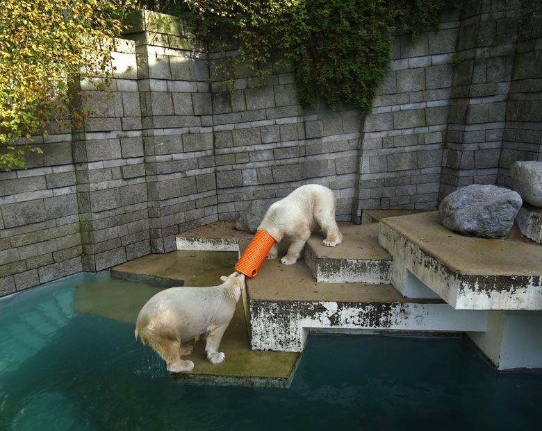 Eisbärin ANORI und Eisbär LUKA am 30. Oktober 2016 im Zoologischen Garten der Stadt Wuppertal