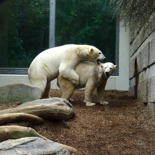 Eisbären LUKA und ANORI am 8. April 2017 im Wuppertaler Zoo