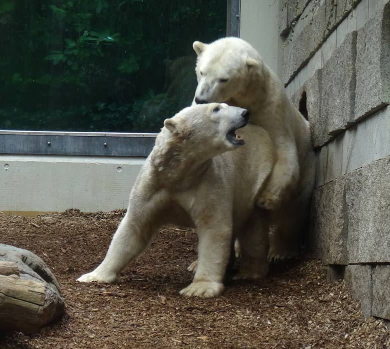 Eisbär LUKA und Eisbärin ANORI am 8. April 2017 im Zoo Wuppertal