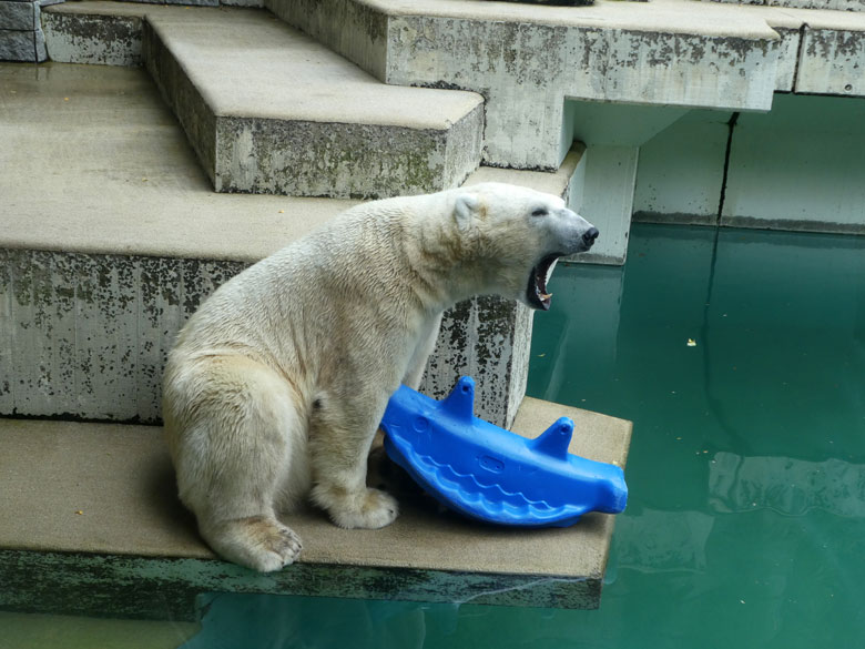 Eisbär LUKA am 23. Juli 2017 im Zoo Wuppertal