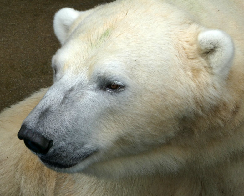 Eisbär LUKA am 23. Juli 2017 im Grünen Zoo Wuppertal
